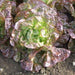 Merveille Des Quatre Saisons, Lettuce - BoxGardenSeedsLLC -Lettuce - Seeds
