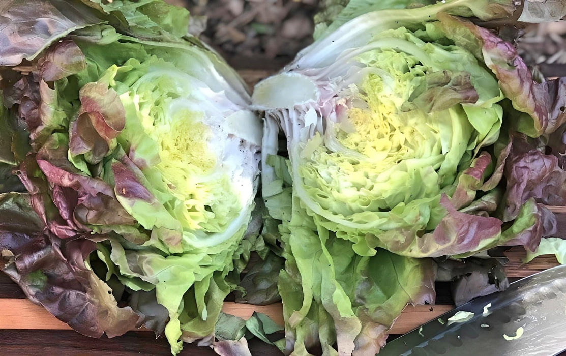 Merveille Des Quatre Saisons, Lettuce - BoxGardenSeedsLLC -Lettuce - Seeds