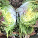 Merveille Des Quatre Saisons, Lettuce - BoxGardenSeedsLLC -Lettuce - Seeds