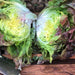Merveille Des Quatre Saisons, Lettuce - BoxGardenSeedsLLC -Lettuce - Seeds