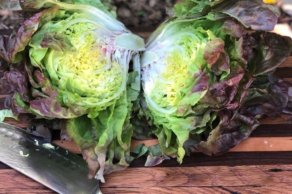 Merveille Des Quatre Saisons, Lettuce - BoxGardenSeedsLLC -Lettuce - Seeds