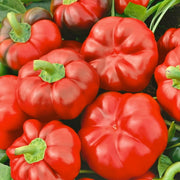 Red Cheese, Sweet Pepper - BoxGardenSeedsLLC - Gourmet/Native Greens - Seeds - USA Seller, Thank you for shopping here today, Naturally Grown GMO Free Seeds, Heirloom Open Pollinated Seeds, Fresh Top Quality Premium Seeds
