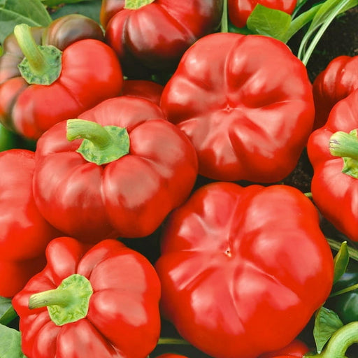 Red Cheese, Sweet Pepper - BoxGardenSeedsLLC -Gourmet/Native Greens - Seeds