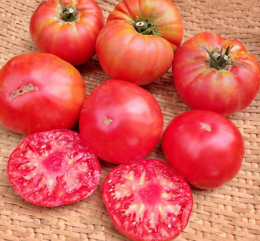 Minusinsk Lion, Tomato - BoxGardenSeedsLLC -Tomatoes,Tomatillos - Seeds