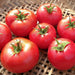 Perfect Rogue, Tomato - BoxGardenSeedsLLC -Tomatoes,Tomatillos - Seeds