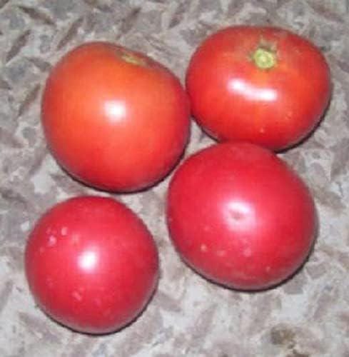 Burgundy Traveler, Tomato - BoxGardenSeedsLLC -Tomatoes,Tomatillos - Seeds