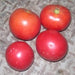 Burgundy Traveler, Tomato - BoxGardenSeedsLLC -Tomatoes,Tomatillos - Seeds
