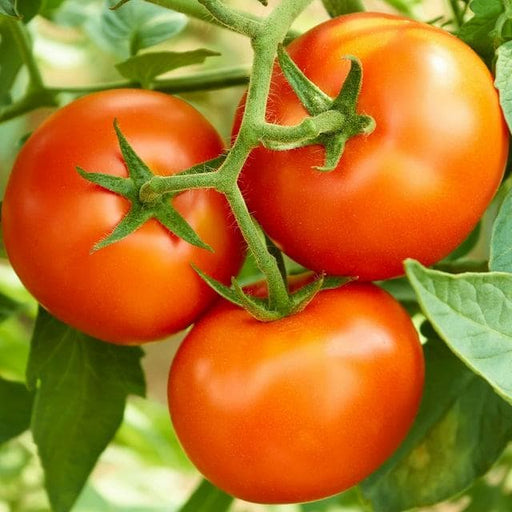 Creole, Tomato - BoxGardenSeedsLLC -Tomatoes,Tomatillos - Seeds