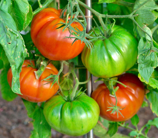 Boxcar Willie, Tomato - BoxGardenSeedsLLC -Tomatoes,Tomatillos - Seeds
