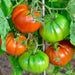Boxcar Willie, Tomato - BoxGardenSeedsLLC -Tomatoes,Tomatillos - Seeds