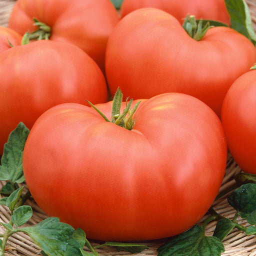 Soldacki, Tomato - BoxGardenSeedsLLC -Tomatoes,Tomatillos - Seeds