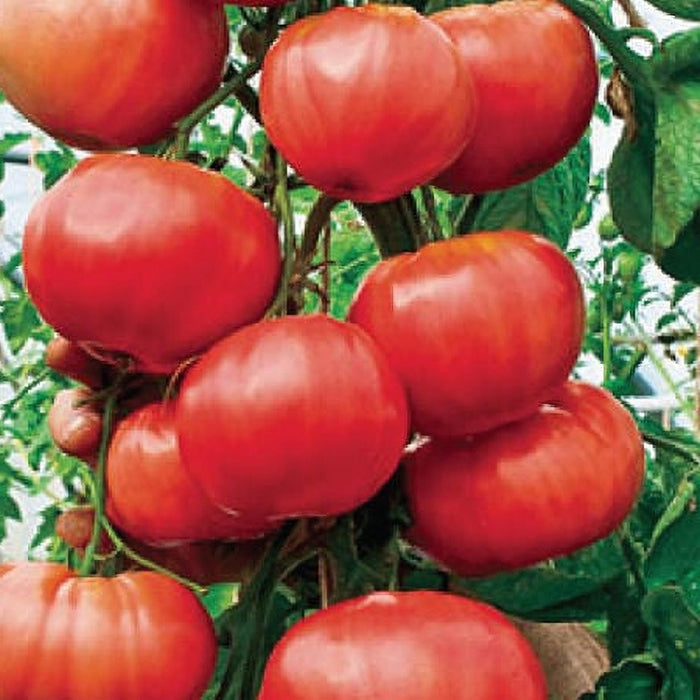 Trip L Crop, Tomato - BoxGardenSeedsLLC -Tomatoes,Tomatillos - Seeds