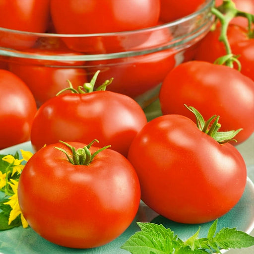 Red Horizon, Tomato - BoxGardenSeedsLLC -Tomatoes,Tomatillos - Seeds