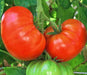 Fireworks, Tomato - BoxGardenSeedsLLC - Tomatoes,Tomatillos - Seeds - 