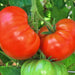 Fireworks, Tomato - BoxGardenSeedsLLC -Tomatoes,Tomatillos - Seeds