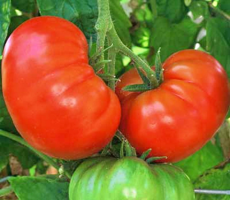 Fireworks, Tomato - BoxGardenSeedsLLC -Tomatoes,Tomatillos - Seeds