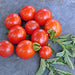 Mexico Midget, Tomato - BoxGardenSeedsLLC -Tomatoes,Tomatillos - Seeds