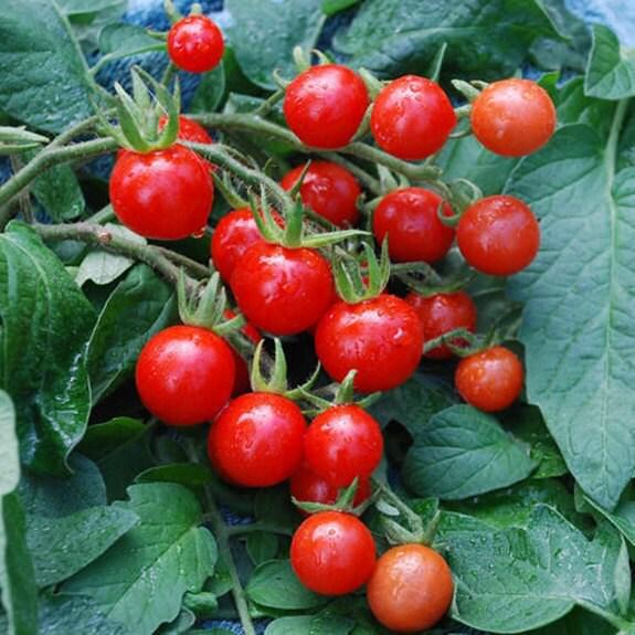 Mexico Midget, Tomato - BoxGardenSeedsLLC -Tomatoes,Tomatillos - Seeds