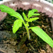 a small green plant sprouting out of the ground