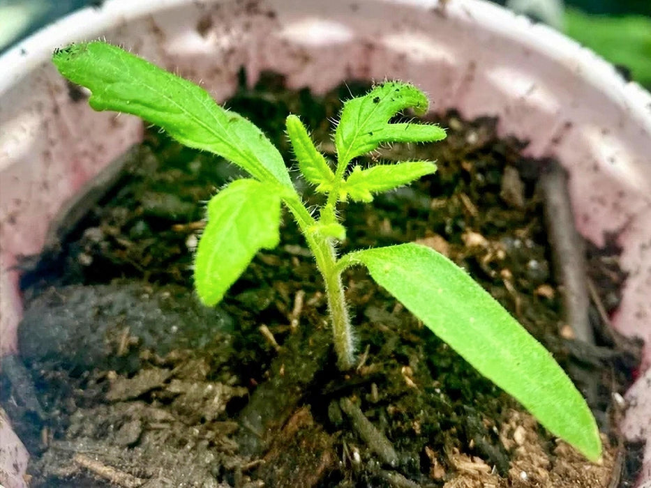 a small green plant sprouting out of the ground