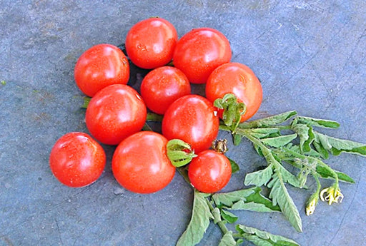 Mexico Midget, Tomato - BoxGardenSeedsLLC -Tomatoes,Tomatillos - Seeds
