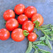 Mexico Midget, Tomato - BoxGardenSeedsLLC -Tomatoes,Tomatillos - Seeds