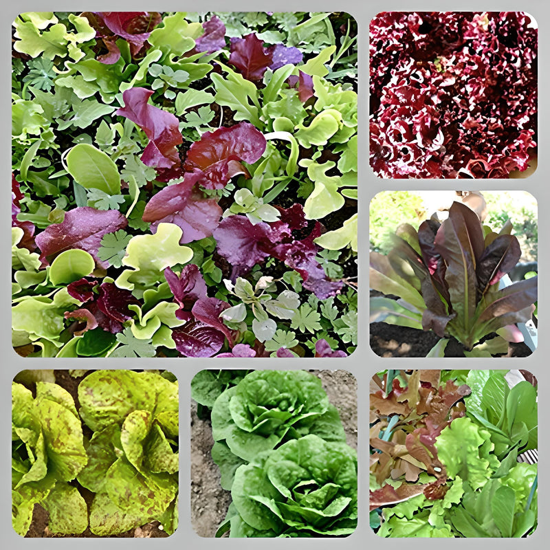 Best Lettuce Seed Collection, Lettuce - BoxGardenSeedsLLC - Lettuce - Seeds - USA Seller, Thank you for shopping here today, Naturally Grown GMO Free Seeds, Heirloom Open Pollinated Seeds, Fresh Top Quality Premium Seeds