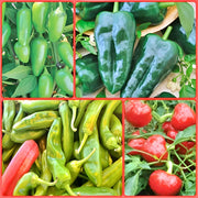 Heirloom Hot Pepper, Seed Collection - BoxGardenSeedsLLC - Peppers,Eggplants - Seeds - USA Seller, Thank you for shopping here today, Naturally Grown GMO Free Seeds, Heirloom Open Pollinated Seeds, Fresh Top Quality Premium Seeds