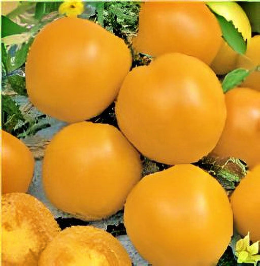 Yellow Perfection, Tomato - BoxGardenSeedsLLC -Tomatoes,Tomatillos - Seeds