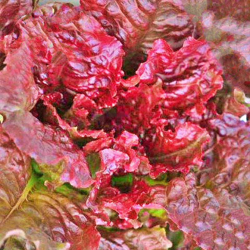 Flame, Lettuce - BoxGardenSeedsLLC - Lettuce - Seeds - USA Seller, Thank you for shopping here today, Naturally Grown GMO Free Seeds, Heirloom Open Pollinated Seeds, Fresh Top Quality Premium Seeds