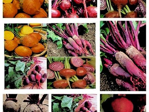 Heirloom Beets, Seed Kit - BoxGardenSeedsLLC -Beet,Turnips,Parsnips - Seeds