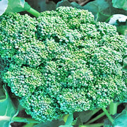 Green Calabrese, Broccoli - BoxGardenSeedsLLC - Broccoli,Cauliflower - Seeds - USA Seller, Thank you for shopping here today, Naturally Grown GMO Free Seeds, Heirloom Open Pollinated Seeds, Fresh Top Quality Premium Seeds