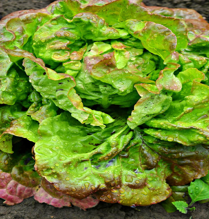Merveille Des Quatre Saisons, Lettuce - BoxGardenSeedsLLC -Lettuce - Seeds