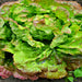 Merveille Des Quatre Saisons, Lettuce - BoxGardenSeedsLLC -Lettuce - Seeds