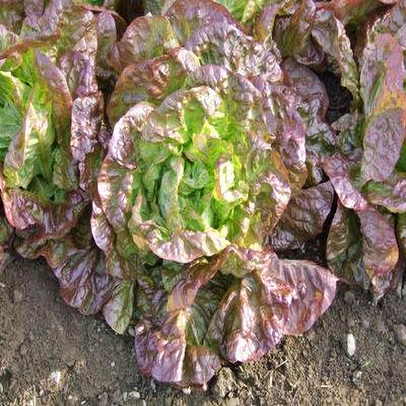 Merveille Des Quatre Saisons, Lettuce - BoxGardenSeedsLLC - Lettuce - Seeds - USA Seller, Thank you for shopping here today, Naturally Grown GMO Free Seeds, Heirloom Open Pollinated Seeds, Fresh Top Quality Premium Seeds