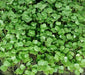 Di Cicco Sprouting, Broccoli, -- BoxGardenSeedsLLC -Broccoli,Cauliflower - Seeds