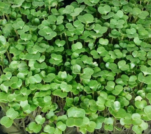 Early Purple Sprouting, Broccoli , - BoxGardenSeedsLLC -Broccoli,Cauliflower - Seeds