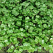 Early Purple Sprouting, Broccoli , - BoxGardenSeedsLLC -Broccoli,Cauliflower - Seeds