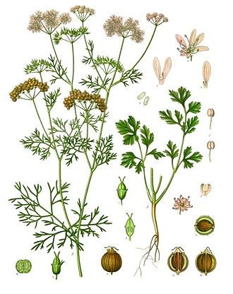 - BoxGardenSeedsLLC - Cilantro Slow Bolt Herb - Culinary/Medicinal Herbs - Seeds