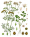 Cilantro Slow Bolt Herb -- BoxGardenSeedsLLC -Culinary/Medicinal Herbs - Seeds