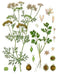 - BoxGardenSeedsLLC - Cilantro Slow Bolt Herb - Culinary/Medicinal Herbs - Seeds