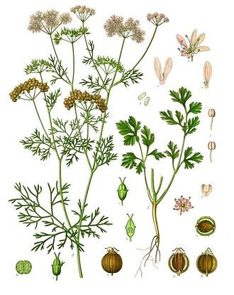 Cilantro, Slow Bolt, - BoxGardenSeedsLLC -Culinary/Medicinal Herbs - Seeds