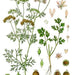 Cilantro, Slow Bolt, - BoxGardenSeedsLLC -Culinary/Medicinal Herbs - Seeds