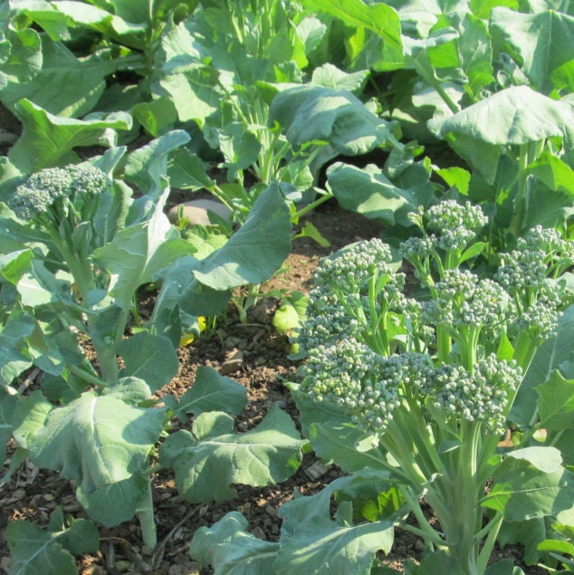 Spring Raab Rapini, Broccoli Raab, - BoxGardenSeedsLLC -Broccoli,Cauliflower - Seeds