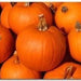 Sugar Pie, Pumpkin, - BoxGardenSeedsLLC -Squash,Pumpkins - Seeds