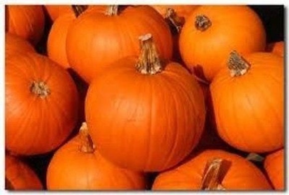Sugar Pie, Pumpkin - BoxGardenSeedsLLC - Squash,Pumpkins - Seeds - USA Seller, Thank you for shopping here today, Naturally Grown GMO Free Seeds, Heirloom Open Pollinated Seeds, Fresh Top Quality Premium Seeds