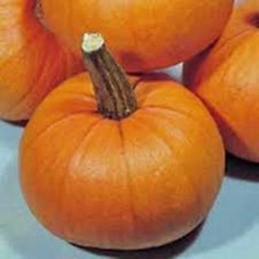 Sugar Pie, Pumpkin, -- BoxGardenSeedsLLC -Squash,Pumpkins - Seeds