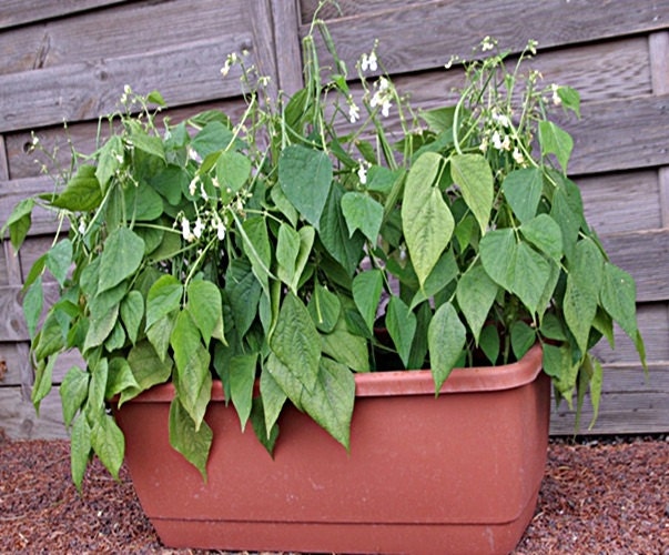 Mascotte, Bush Beans, -- BoxGardenSeedsLLC -Beans / Dry Beans - Seeds