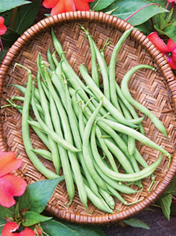 Mascotte, Bush Beans - BoxGardenSeedsLLC -Beans / Dry Beans - Seeds