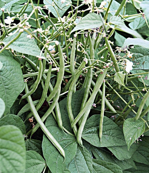 Mascotte, Bush Beans, -- BoxGardenSeedsLLC -Beans / Dry Beans - Seeds